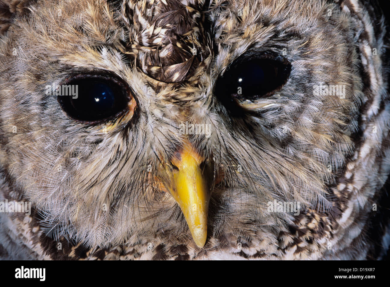 Owl Ruff Extreme Closeup Of Barred Owl Face Stock Photo - Alamy