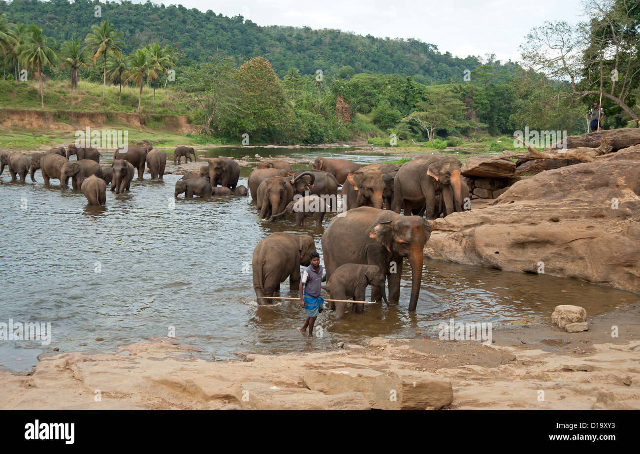 Large group of Elephants bathing in the river at the Pinnewalla orphanage in Sri Lanka Stock Photo