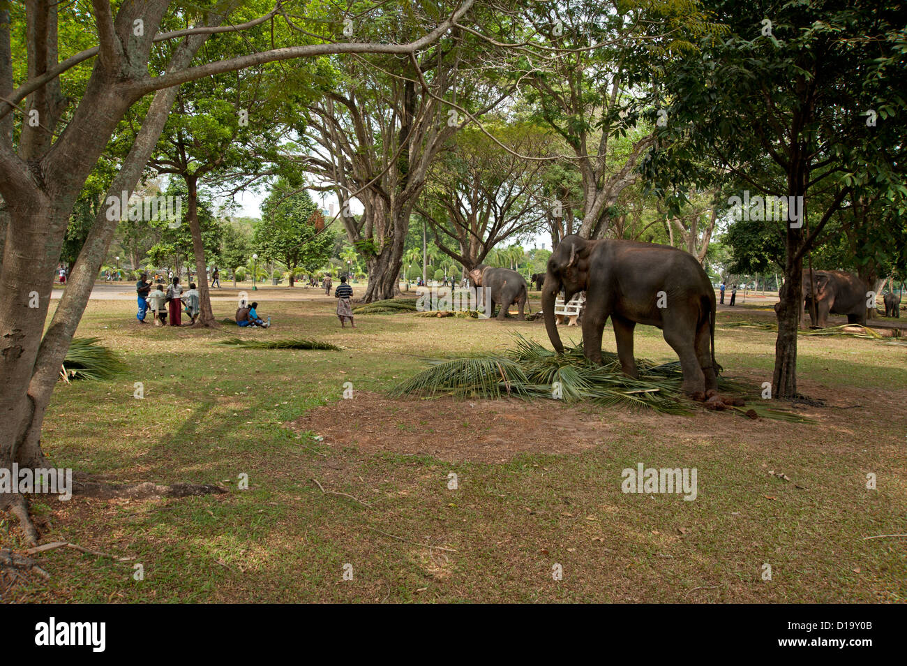 Elephants and mahouts use a Colombo park as home during a festival in Sri Lanka Stock Photo