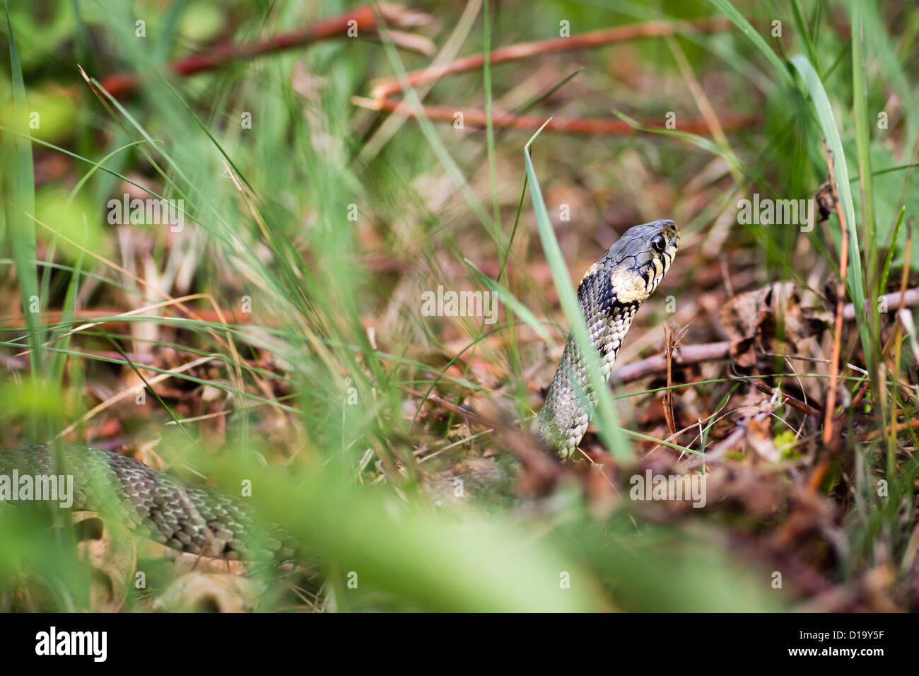 Grass snake (Aka Water snake; Natrix Natrix Stock Photo - Alamy