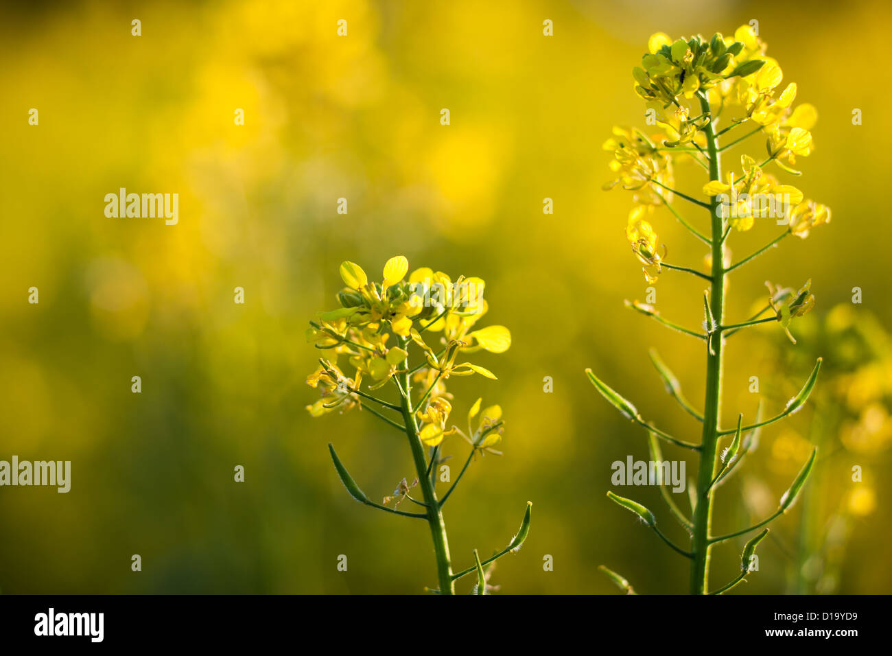 Brassica rapa flower hi-res stock photography and images - Alamy