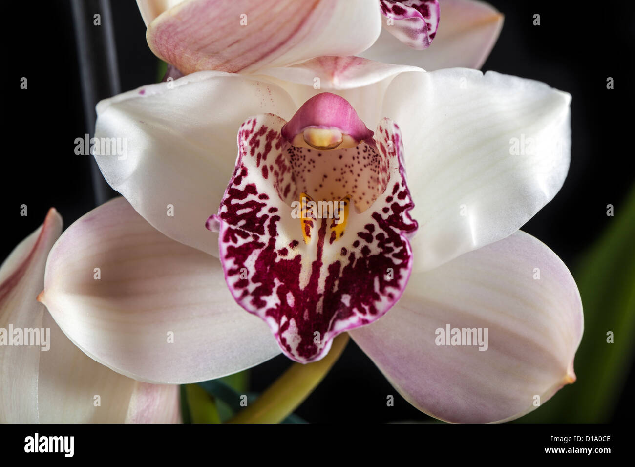 Boat orchid, Cymbidium (Orchidaceae) Stock Photo