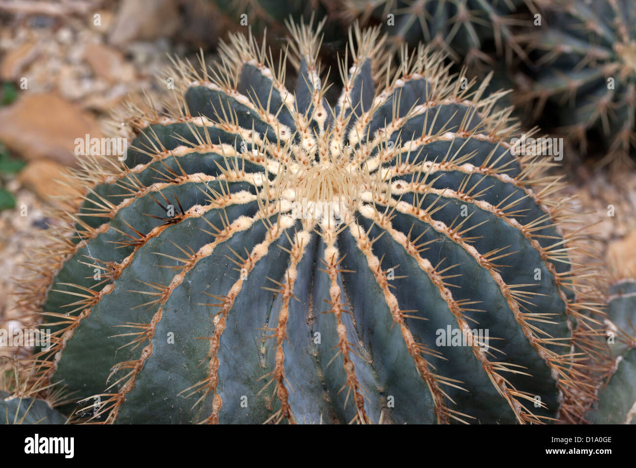 Barrel Cactus (Ferocactus glaucescens) Stock Photo