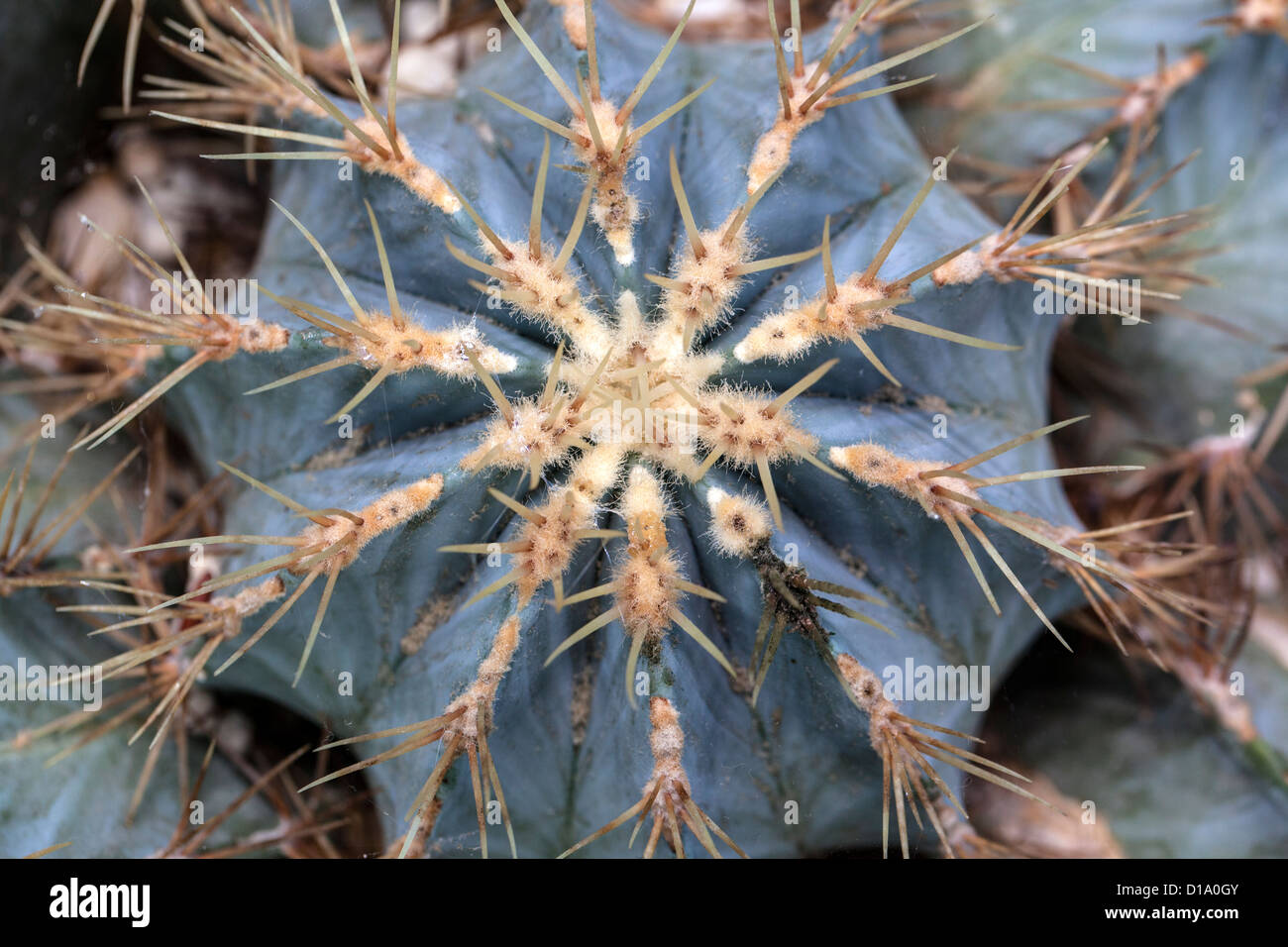 Glaucous barrel cactus, Blågrön djävulstunga (Ferocactus glaucescens) Stock Photo