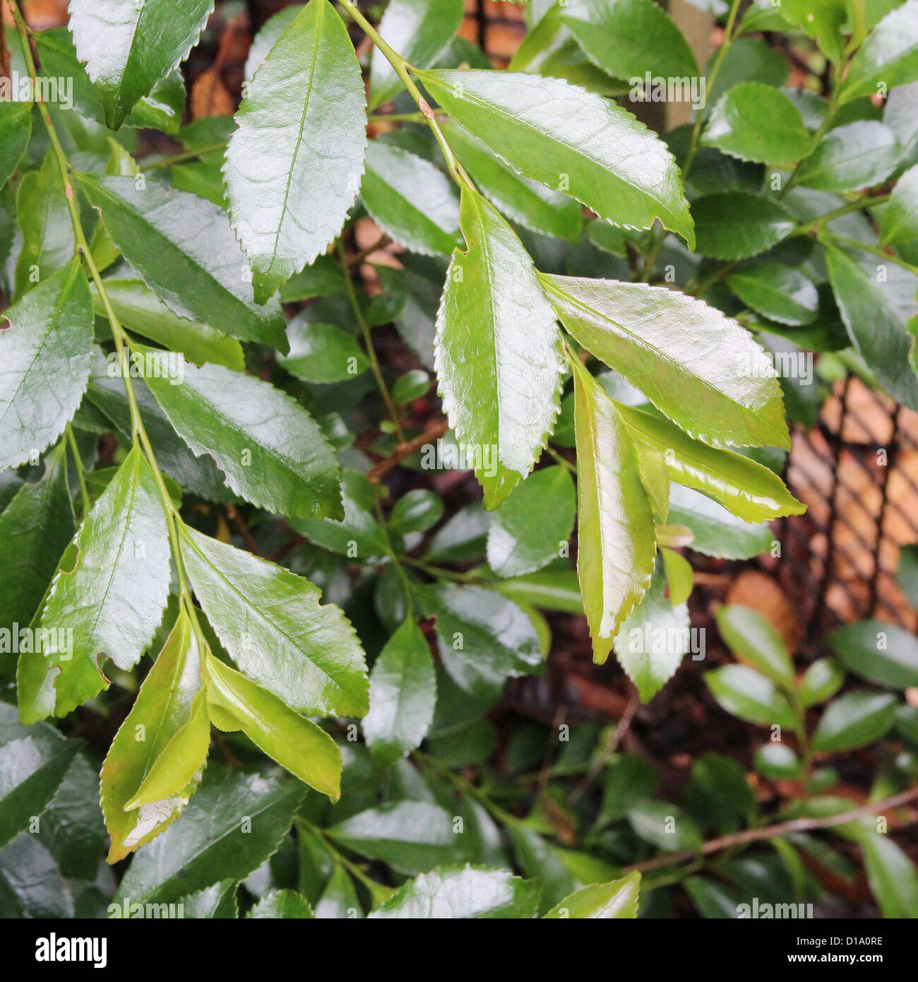Eurya japonica Stock Photo