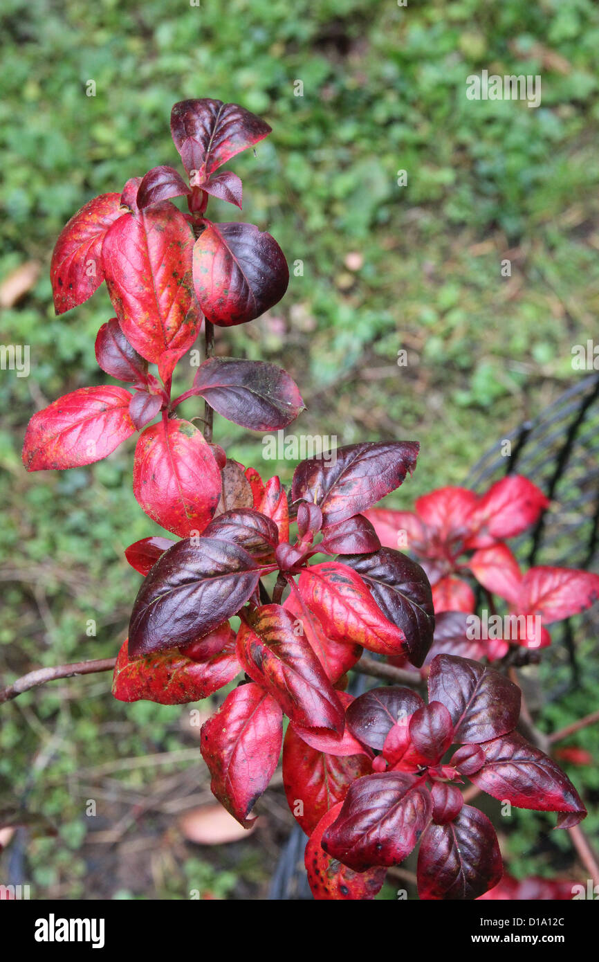Enkianthus chinensis foliage in Autumn Stock Photo