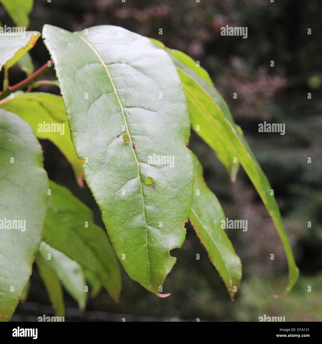 Oxydendrum arboreum  ( Sourwood or Sorrel Tree ) Stock Photo
