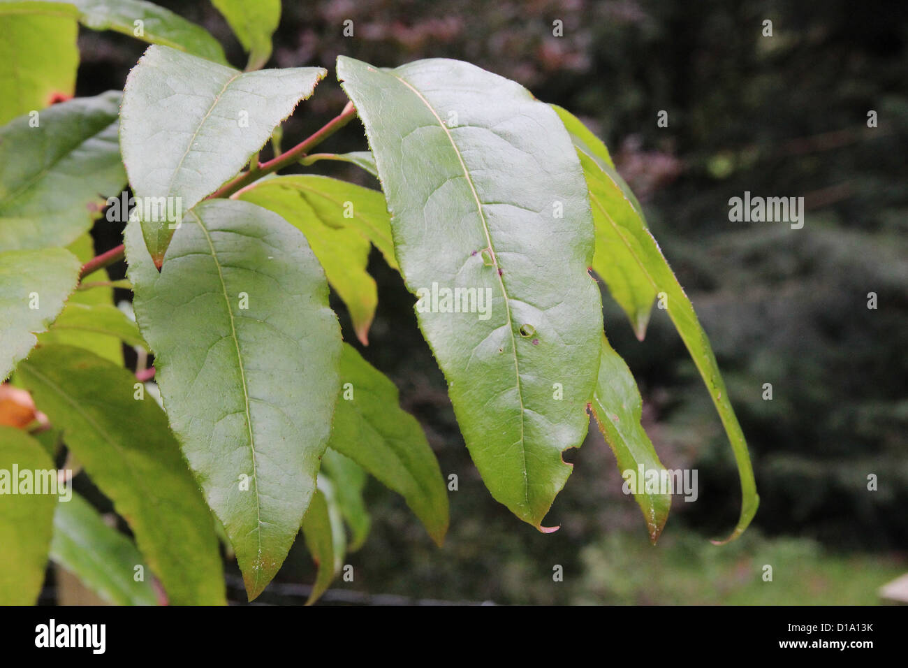 Oxydendrum arboreum  ( Sourwood or Sorrel Tree ) Stock Photo