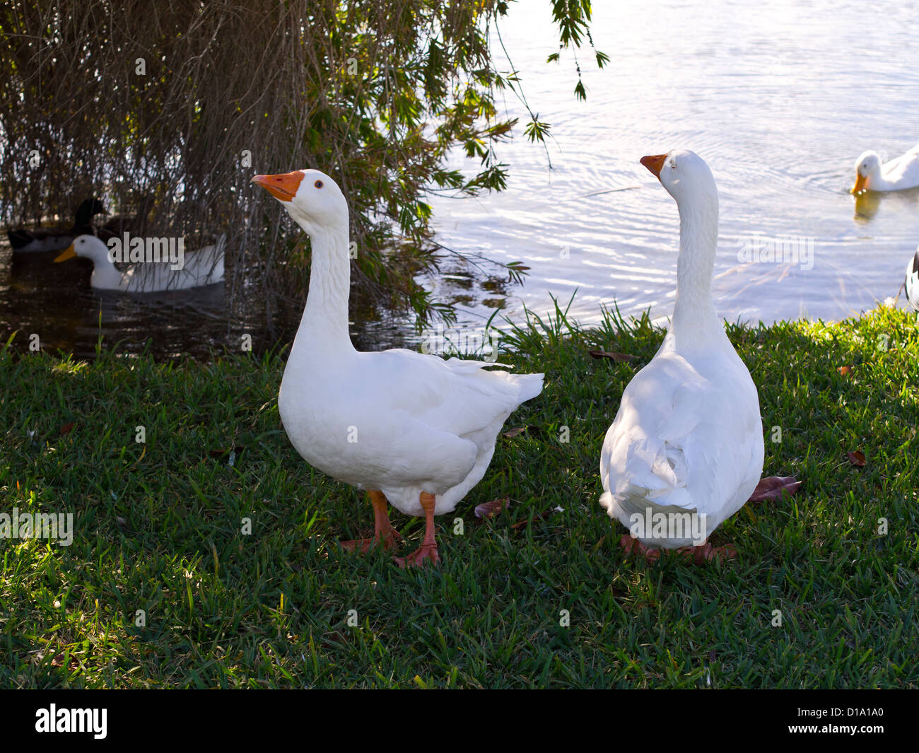 Embden Geese in the park in Melbourne Florida Stock Photo