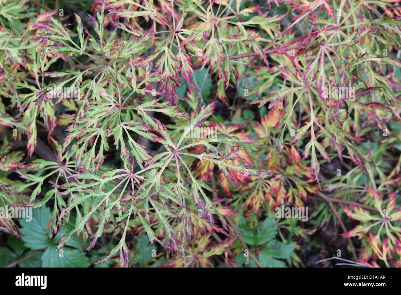 Acer japonicum 'Fairy Lights' Full Moon Maple Stock Photo Alamy