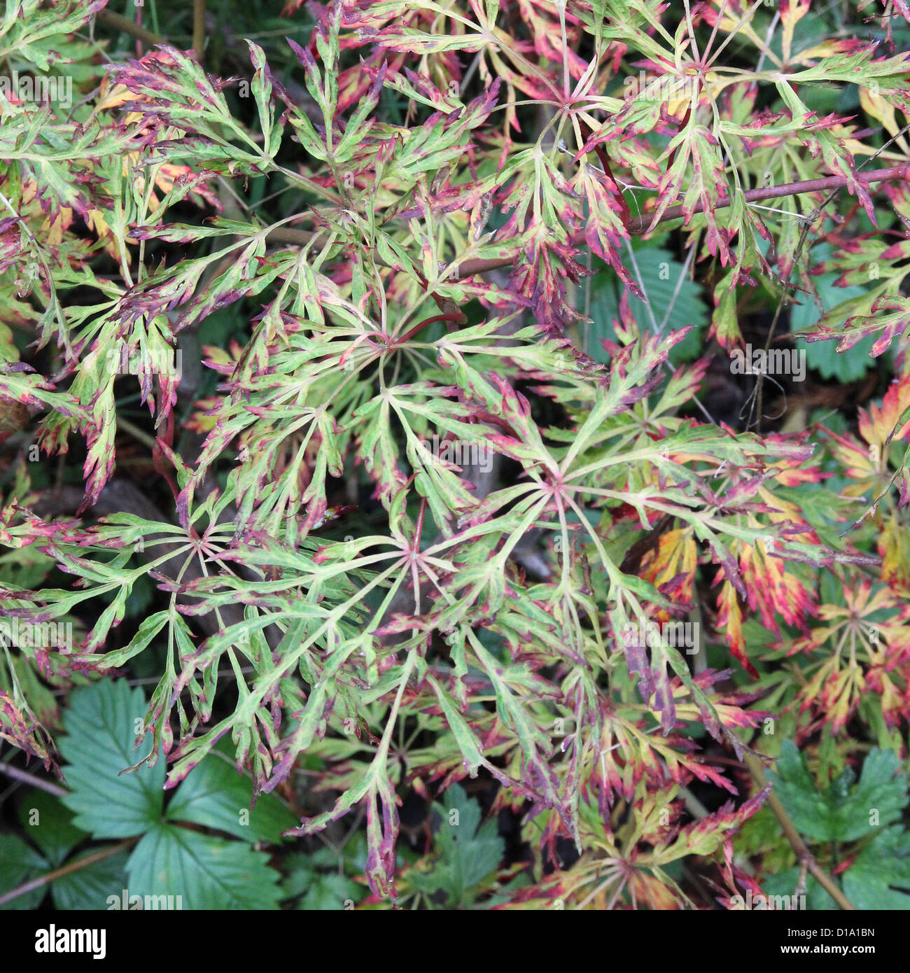 Acer japonicum 'Fairy Lights' Full Moon Maple Stock Photo Alamy
