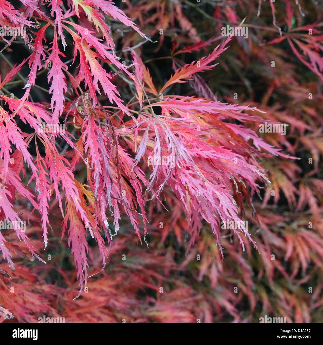 Acer palmatum 'Beni Shidare'  Japanese Maple in Autumn Stock Photo