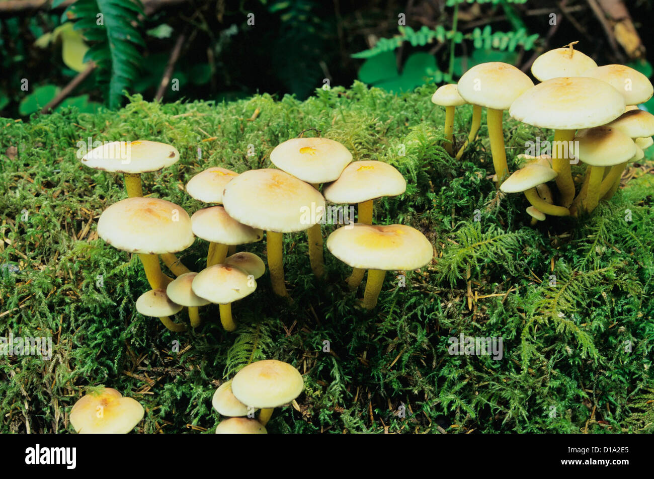 Washington, Hoh Rainforest, Cluster Of Wild Mushrooms Growing From