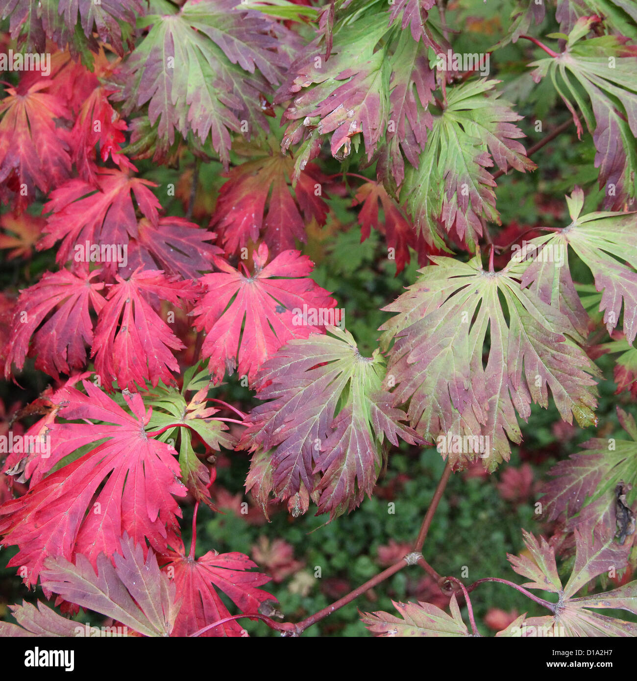 Acer japonicum 'Aconitifolium' ( Full-Moon Maple Cultivar ) Stock Photo