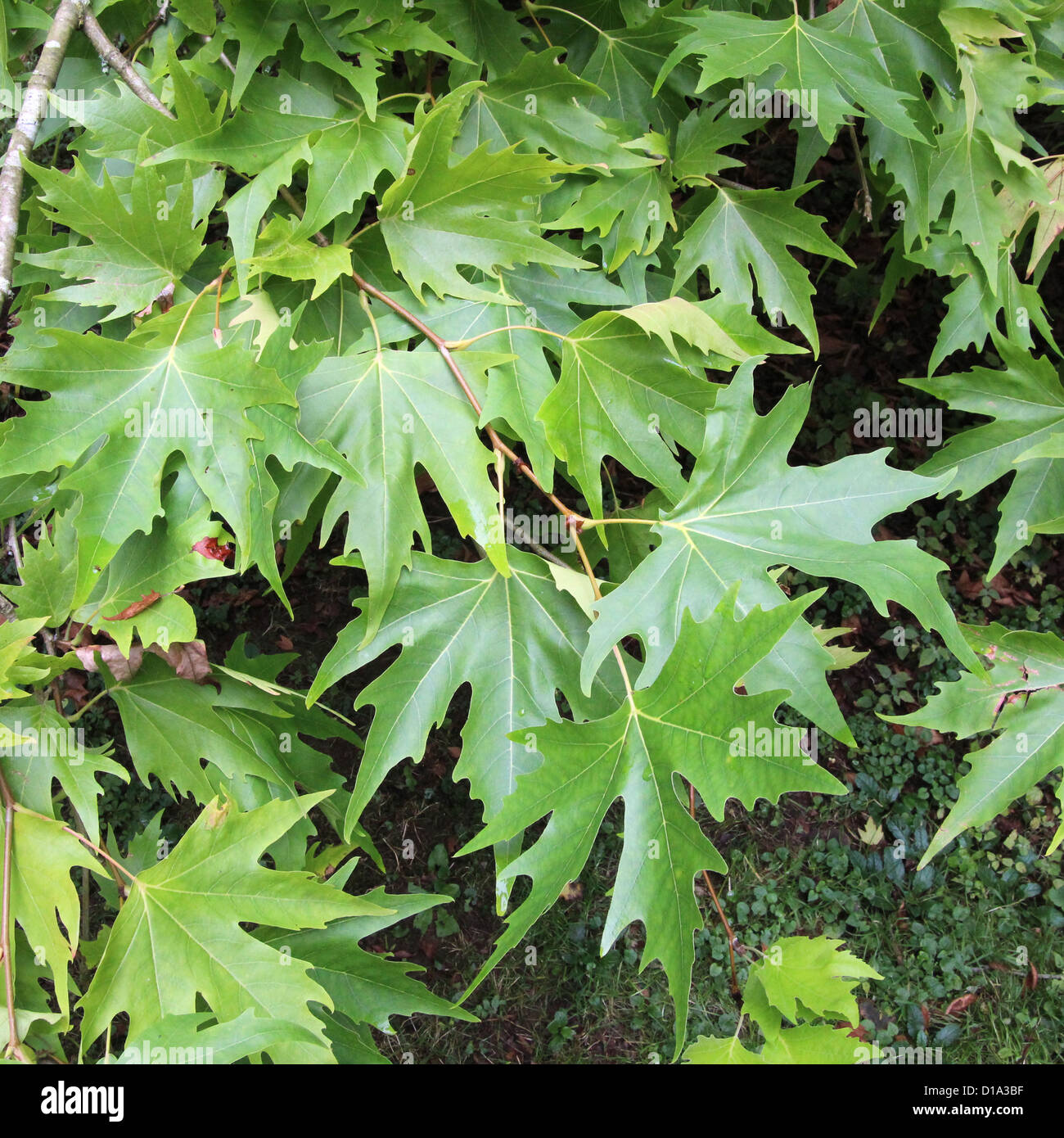 Platanus Orient