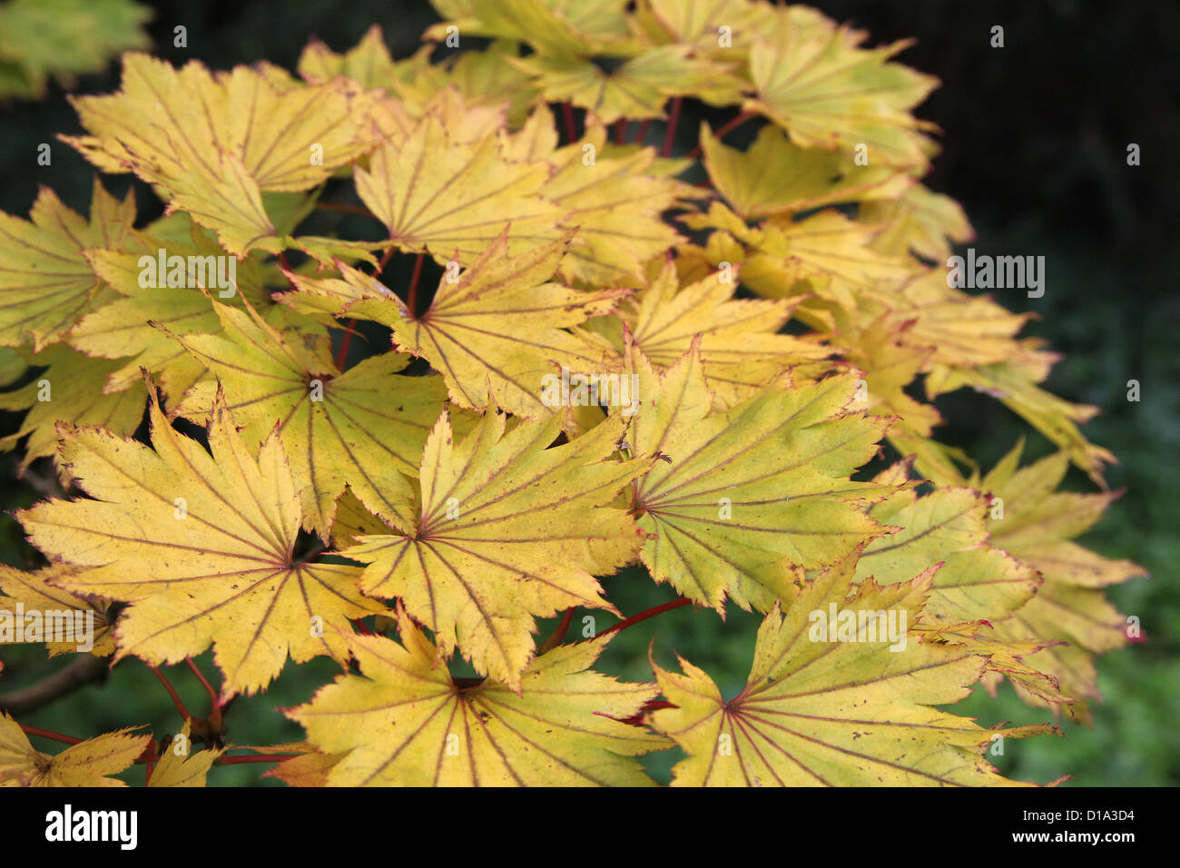 Acer shirasawanum 'Aureum' ( Golden FullMoon Maple ) in Autumn Stock Photo