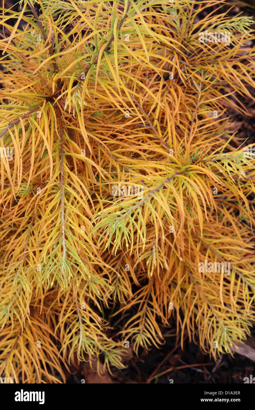 Pseudolarix amabilis ( Golden Larch ) Stock Photo