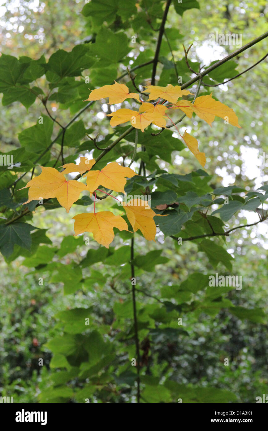 Acer longipes subspecies amplum Stock Photo