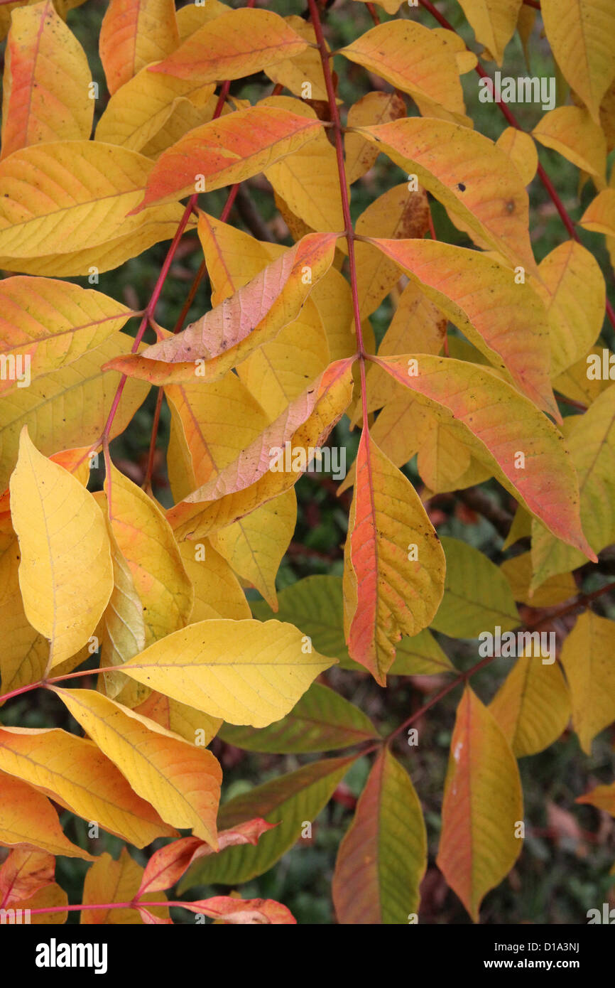 Rhus trichocarpa ( Japanese Sumac or Sumach Tree ) in Autumn Stock