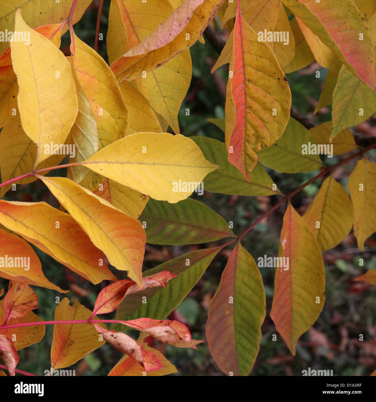 Rhus trichocarpa ( Japanese Sumac or Sumach Tree ) in Autumn Stock Photo