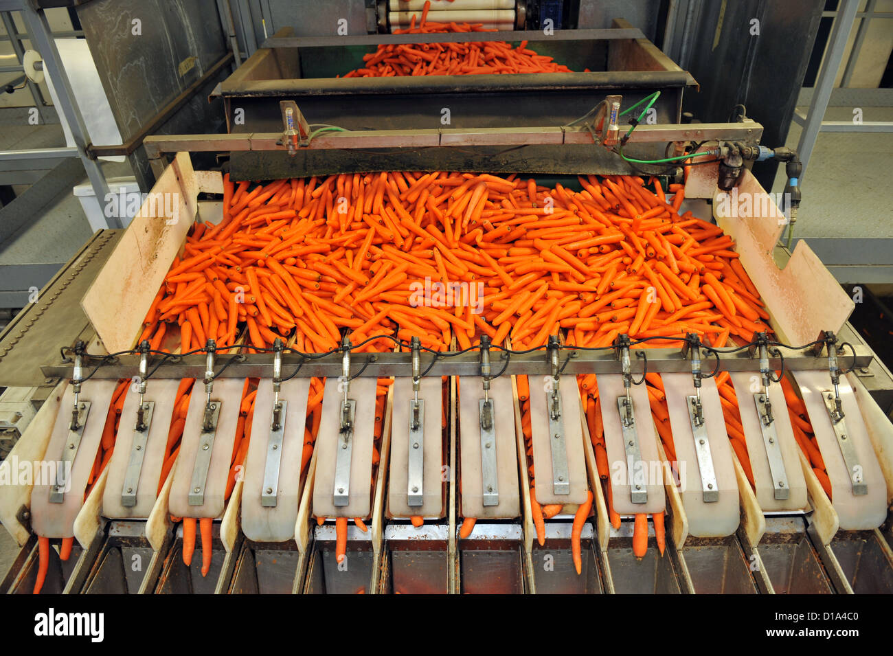 Carrots cleaned and packaged in a vegetable processing factory for