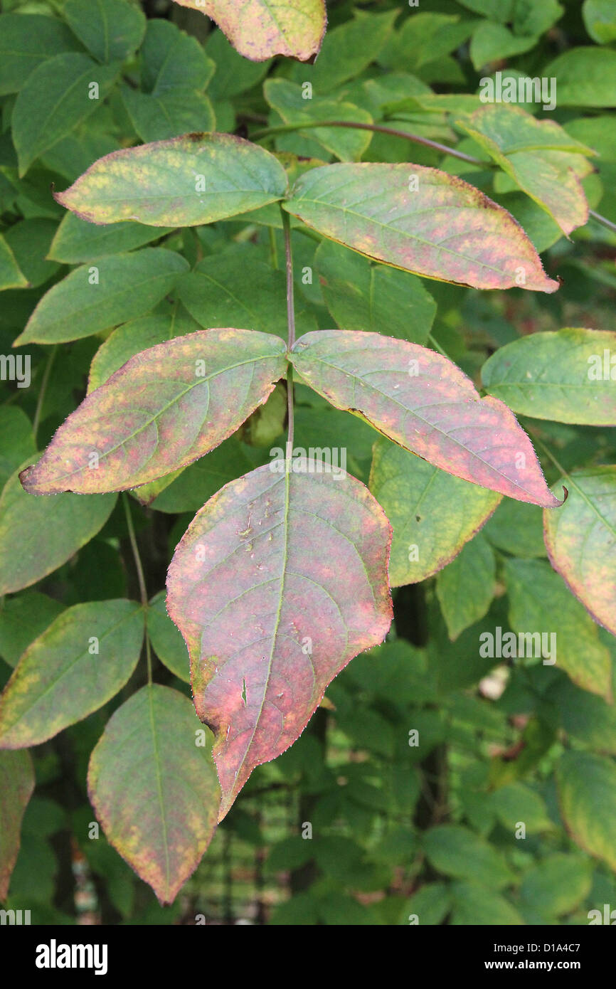 Staphylea pinnata ( Bladdernut ) in Autumn Stock Photo