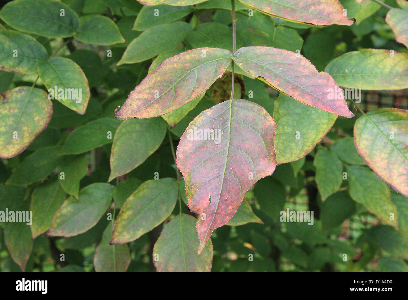 Staphylea pinnata ( Bladdernut ) in Autumn Stock Photo