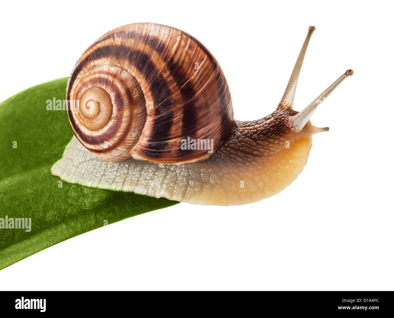 garden snail on green leaf isolated white background Stock Photo - Alamy