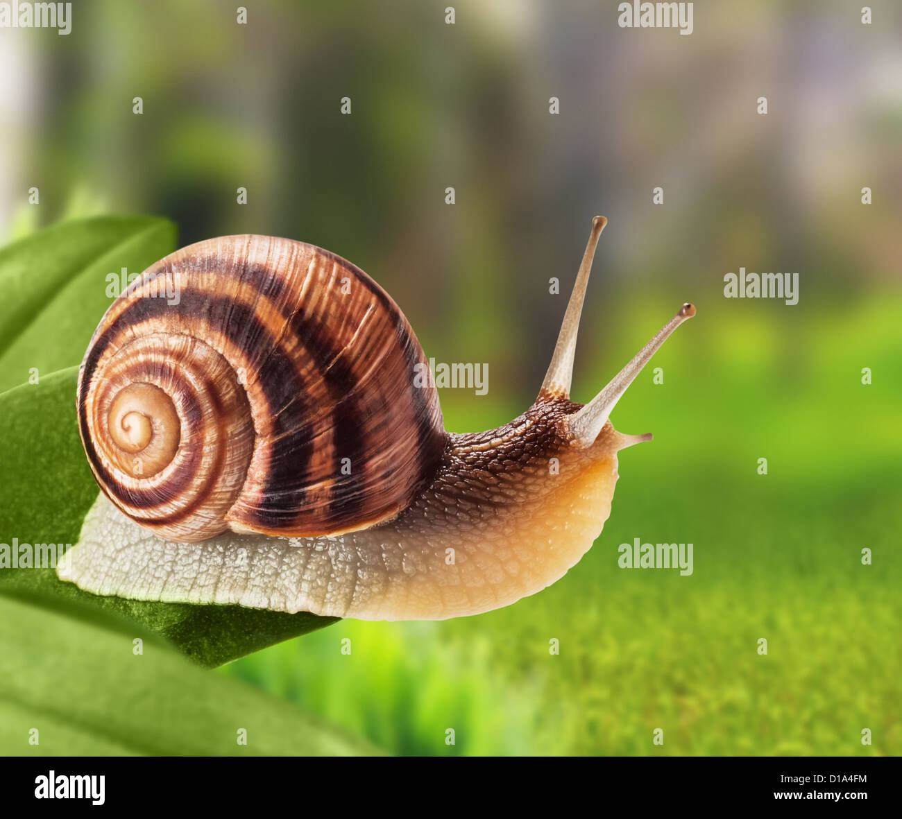 Garden snail climbing on a leaf in the park Stock Photo