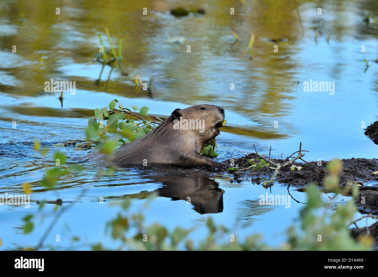 An adult beaver climbing out of the water pulling a tree branch with his teeth Stock Photo