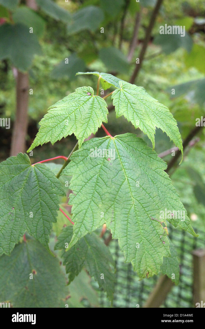 Acer spicatum ( Mountain Maple ) Stock Photo
