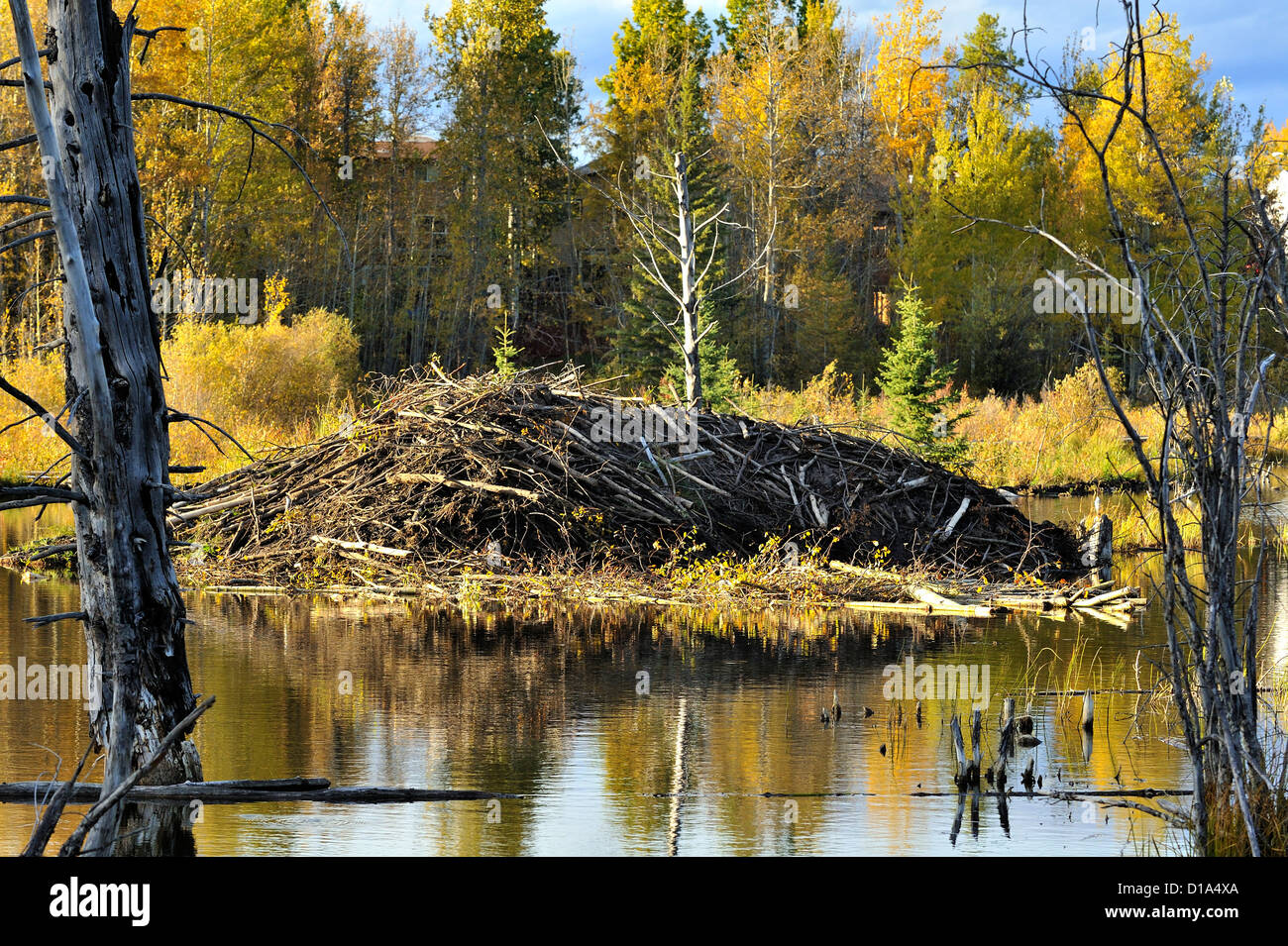 A  large beaver house in a marsh area. Stock Photo