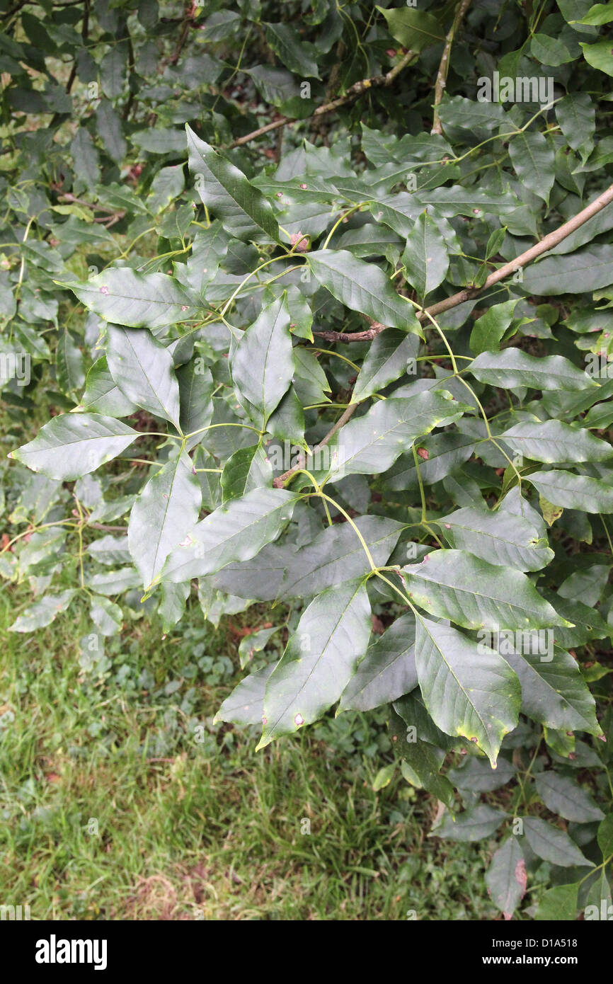 Fraxinus ornus (Manna Ash ) in Autumn Stock Photo