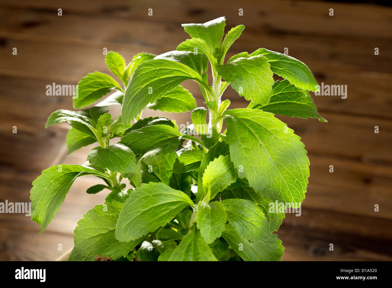 Fresh green stevia leaves in hi-res stock photography and images - Alamy