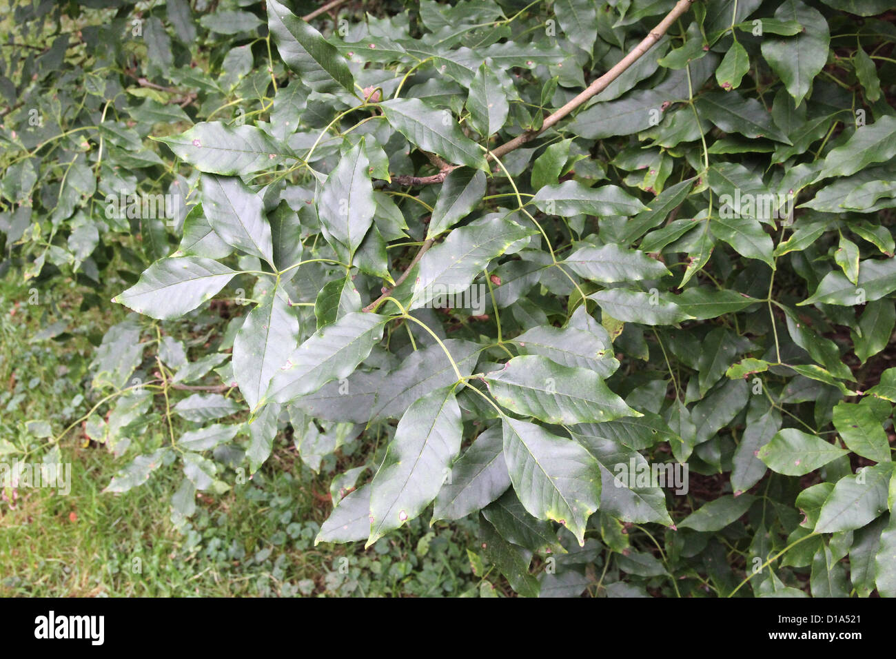 Fraxinus ornus (Manna Ash ) in Autumn Stock Photo