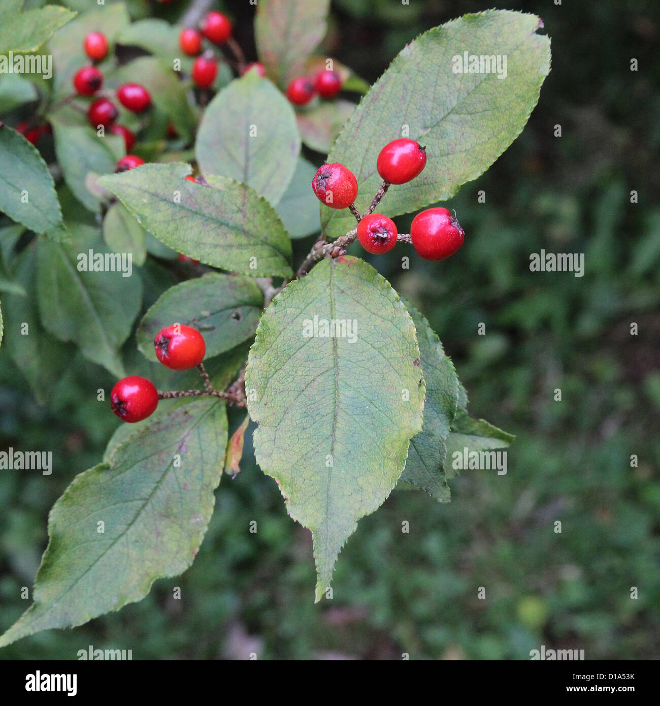 Photinia villosa ( Oriental Photinia ) in Autumn Stock Photo