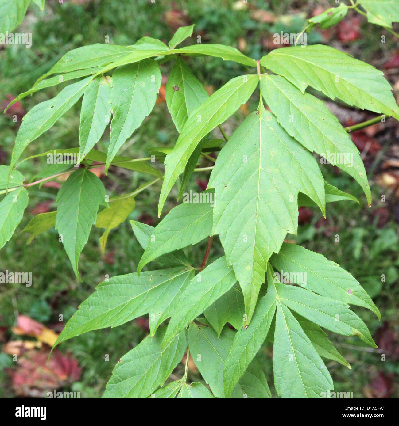 Acer negundo ( Box Elder or Boxelder Maple ) in Autumn Stock Photo