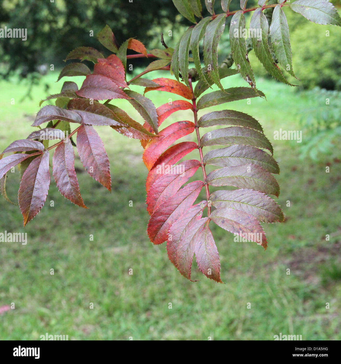 Sorbus commixta 'Serotina'. Commonly Known as the Japanese or Chinese Rowan, in Autumn Stock Photo