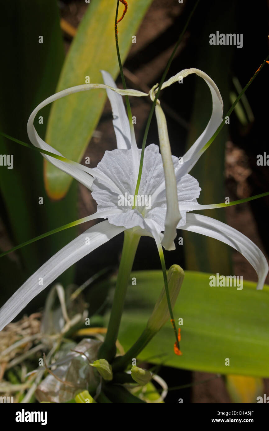 Hymenocallis littoralis, Spider lily Stock Photo