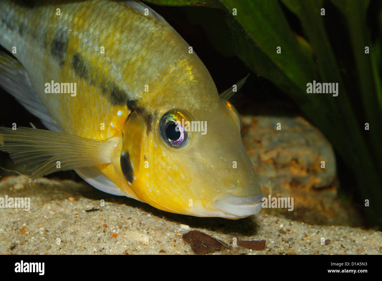 Yellow Fire Mouth (Thorichthys passionis) - Male in a aquarium, Portrait Stock Photo