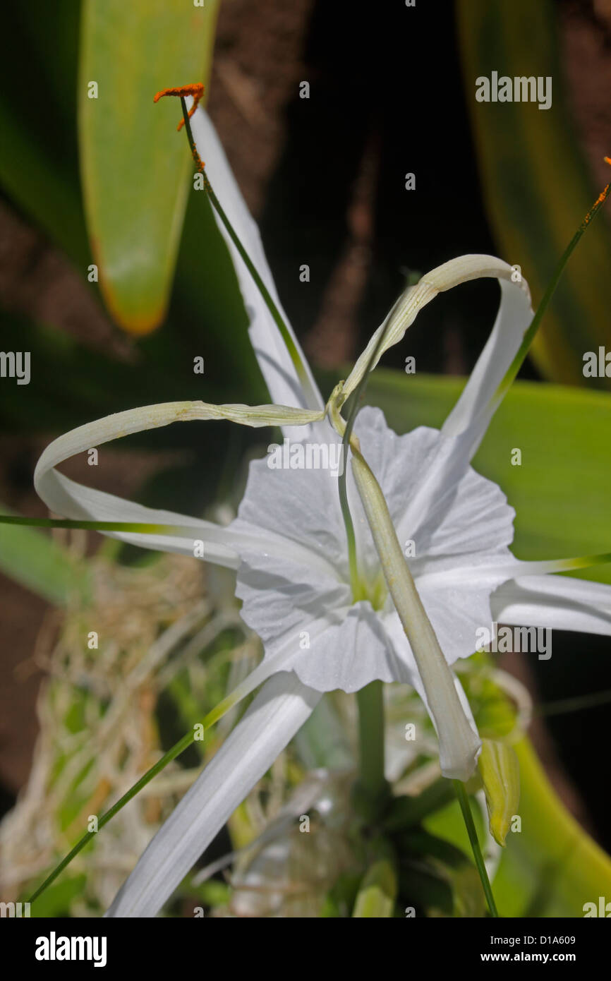 Hymenocallis littoralis, Spider lily Stock Photo