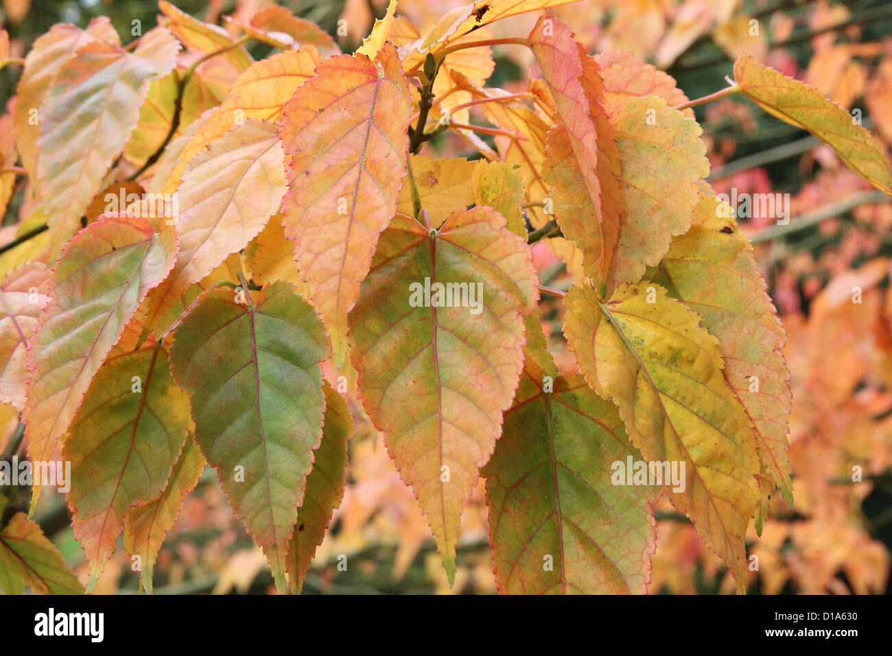 Acer caudatifolium  ( Kawakami Maple ) in Autumn. A species of Snakebark Maple Stock Photo