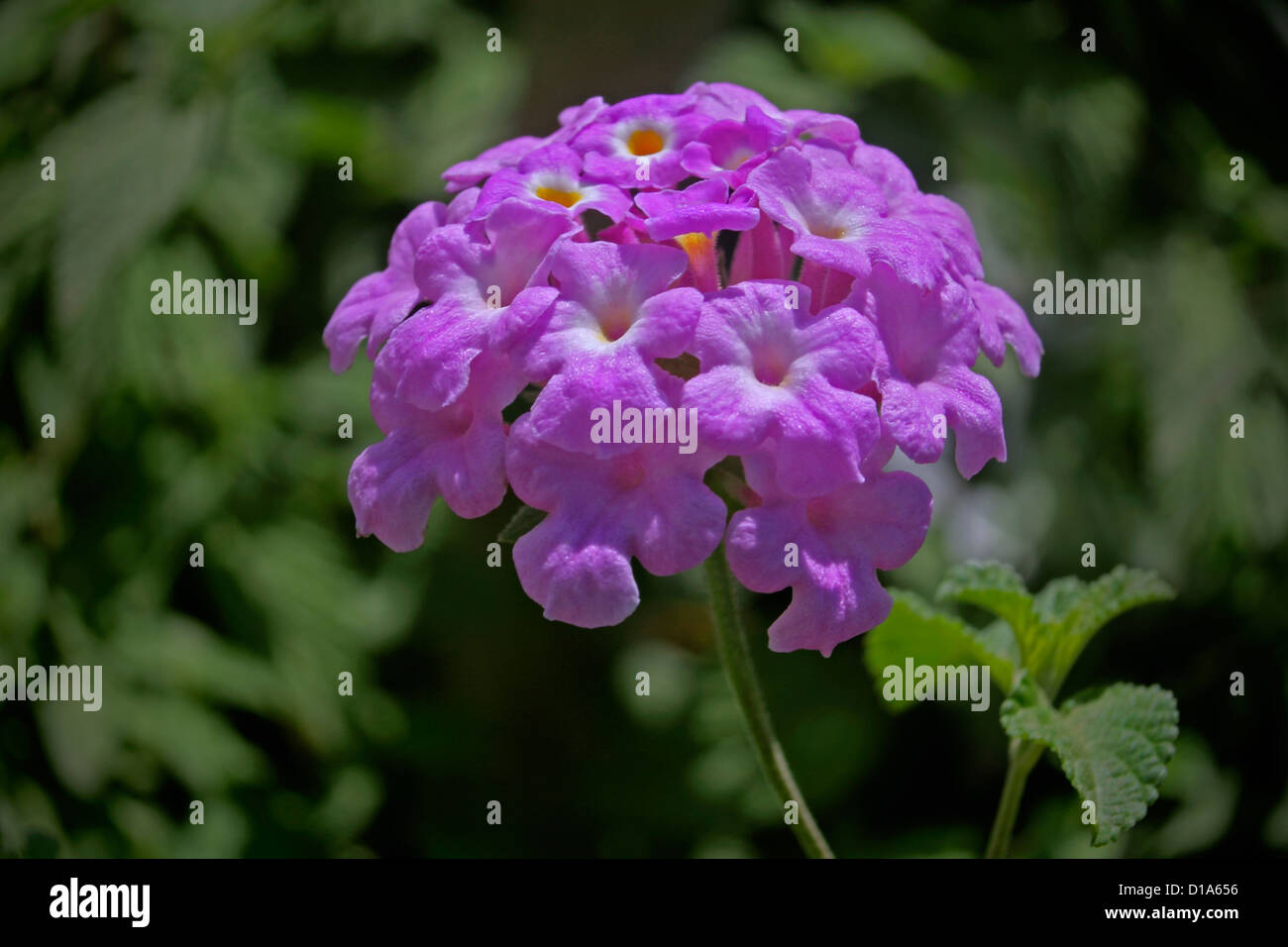 Lantana montevidensis, Trailing lantana Stock Photo Alamy
