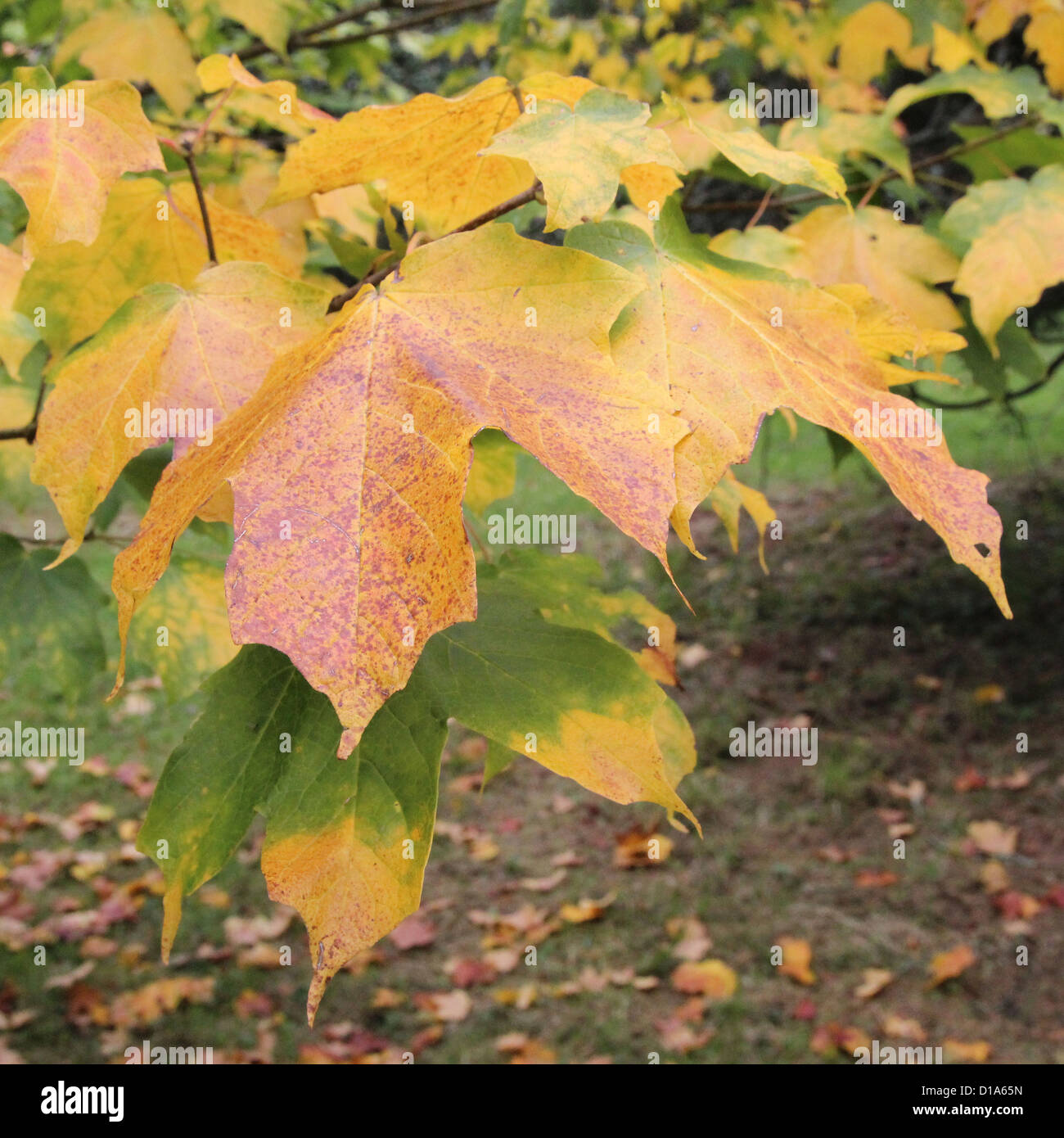 Acer saccharum subspecies nigrum ( Black Sugar Maple ) in Autumn Stock Photo