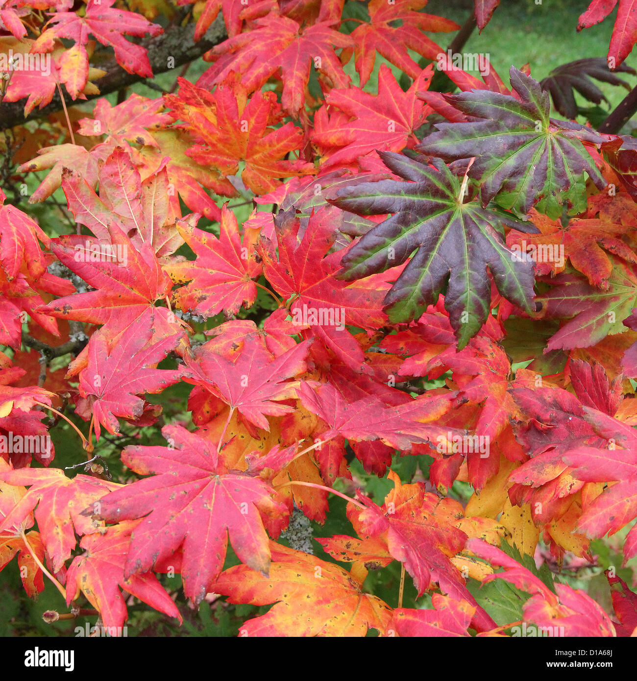 Acer pseudosieboldianum v. Takesimense ( Korean Maple Stock Photo - Alamy