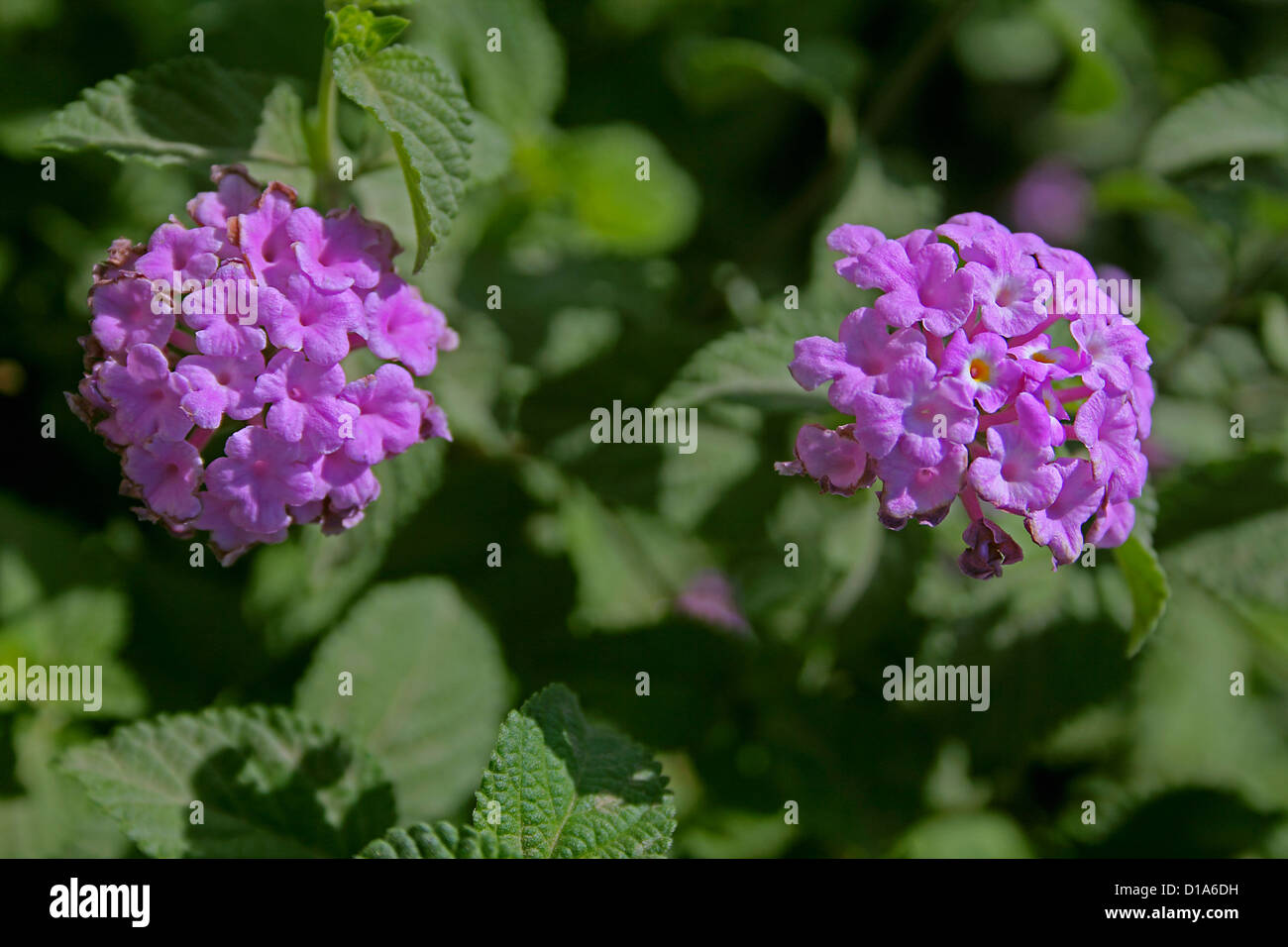 Lantana montevidensis, Trailing lantana Stock Photo Alamy