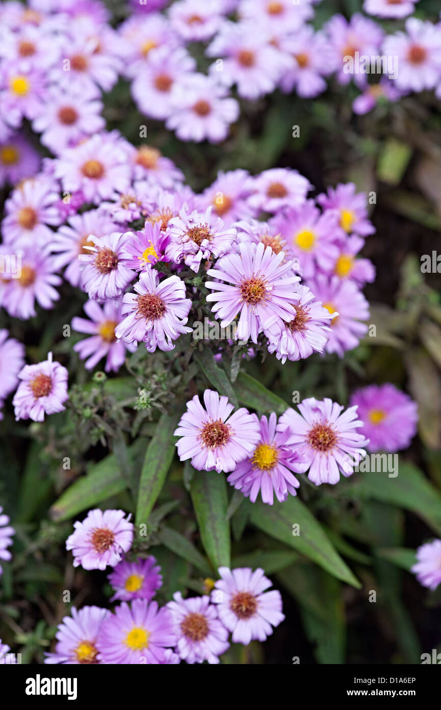 michaelmas daisy aster purple flower in a uk garden Stock Photo Alamy