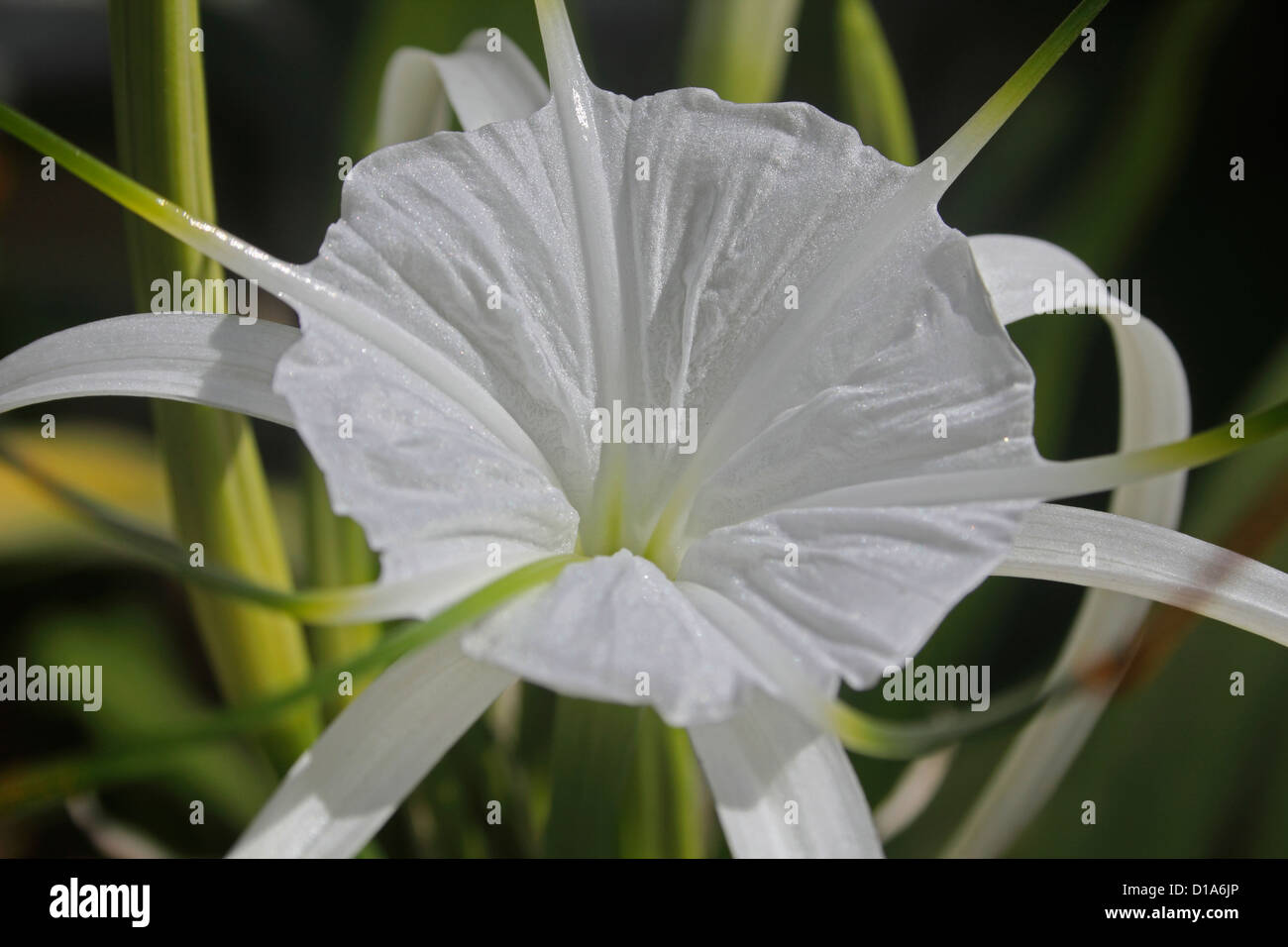 Hymenocallis littoralis, Spider lily Stock Photo