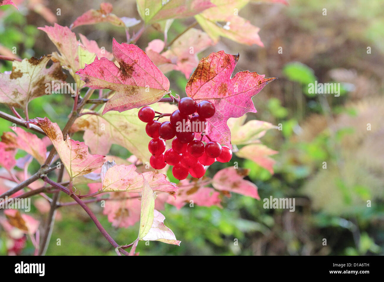 Autumn Red Berries on a Guelder Rose ( Viburnum opulus ), UK Stock Photo