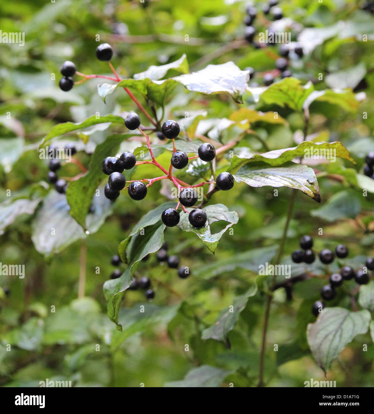 Autumn Berries on a Wayfaring Tree ( Viburnum lantana ), UK Stock Photo ...